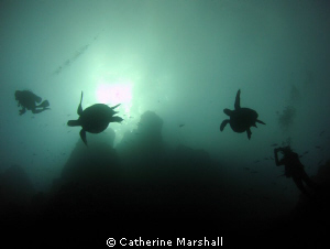 Turtle and diver silhouettes, Cocos Island. by Catherine Marshall 